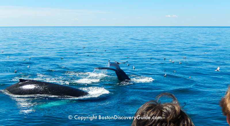 Boston Whale Watching Cruises | Discounts and Deals | Boston Discovery