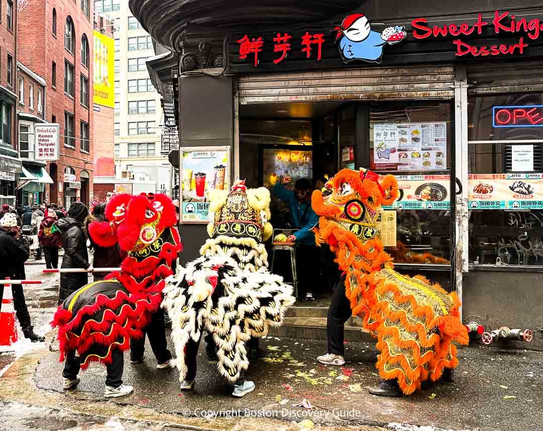 A trio of lions waiting for more cabbages and oranges to be tossed 