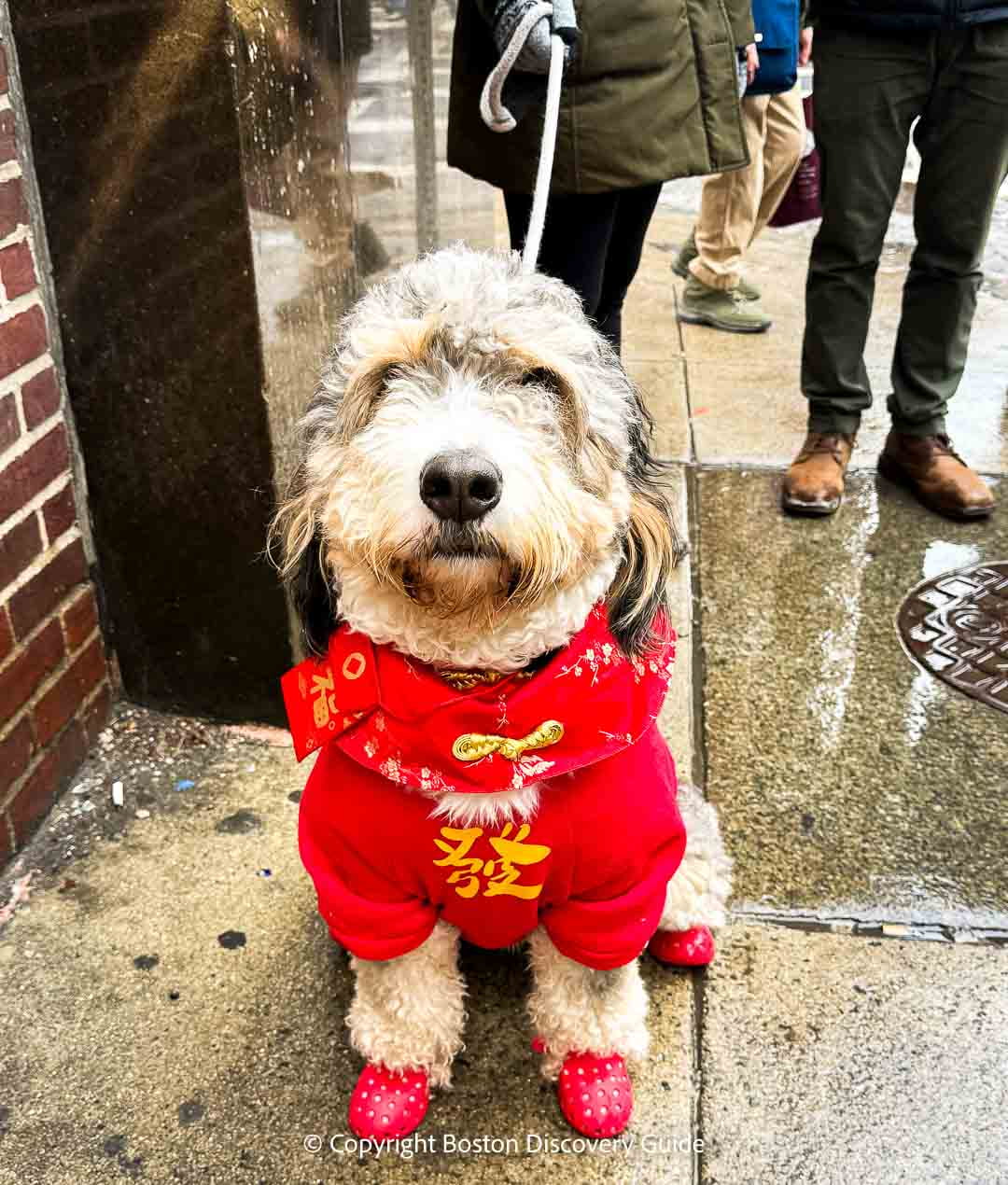 Watching the Chinese New Year Parade in Boston's Chinatown