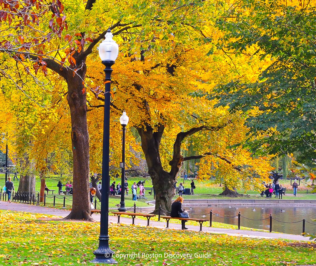 A sunny October Sunday afternoon highlights the golden foliage at the Public Garden 