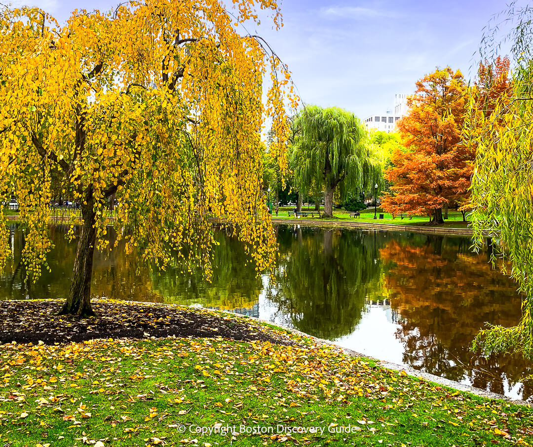 Fall color near the suspension bridge over the lagoon in Boston's Public Garden