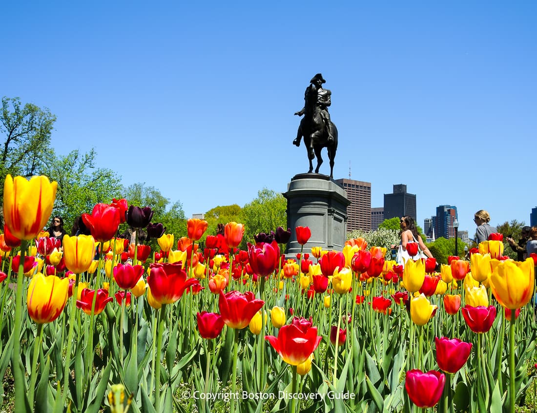 Tulips blooming in Boston's Public Garden in May