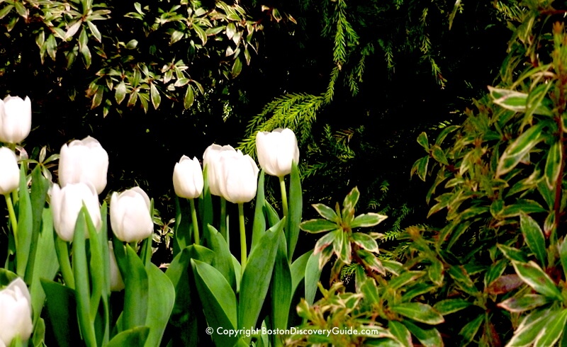 Welcome To The Boston Flower And Garden Show