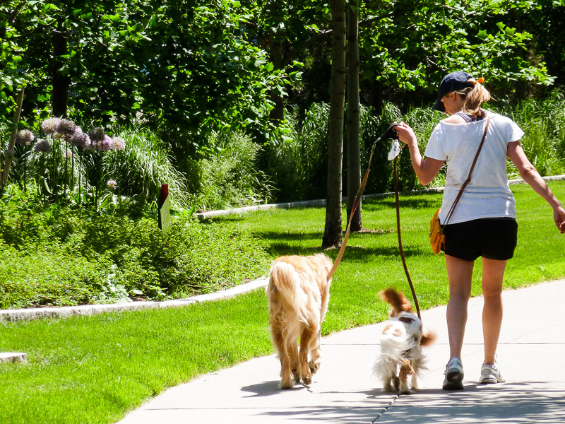 Walking along the Greenway's curving paths