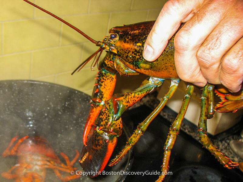 https://www.boston-discovery-guide.com/image-files/800-lobster-unbanded-held-by-dan-4x3.jpg
