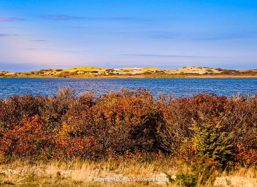 Cape Cod shoreline - Fall colors along the sand dunes in late afternoon