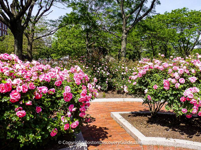 Our Rose Garden is full of beautiful first blooms! It is a must-see stop  during a visit to the Arboretum. Experience the brilliant colors and  lovely